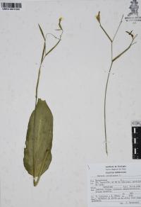 Maranta arundinacea image